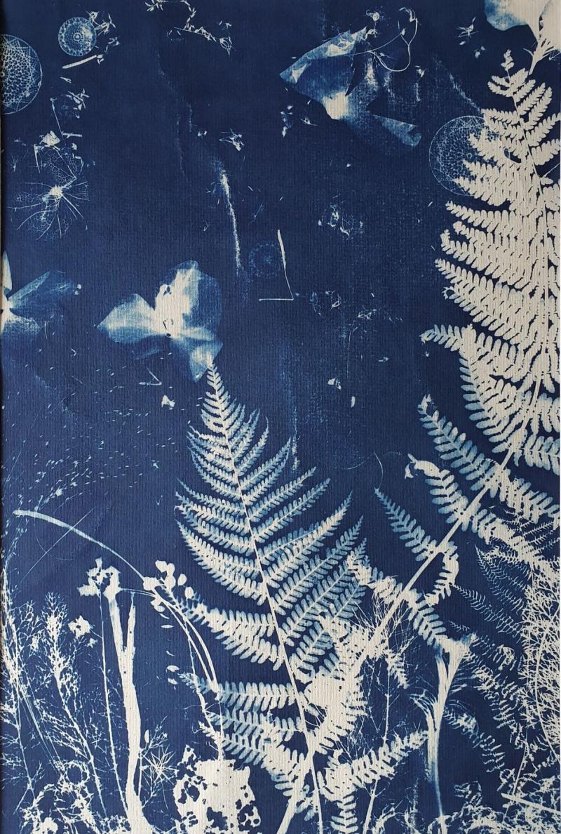 ©Miriam Eva Hofmann, Drop, Cyanotypie,2026, 36 x 48 cm